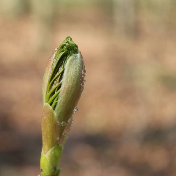 istock Selective focus shot of flower bud with water droplets 1441577697