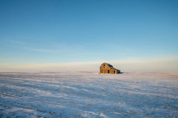 alte scheune in einem winterfeld in alberta, kanada mit blauem himmel. - prairie farm winter snow stock-fotos und bilder