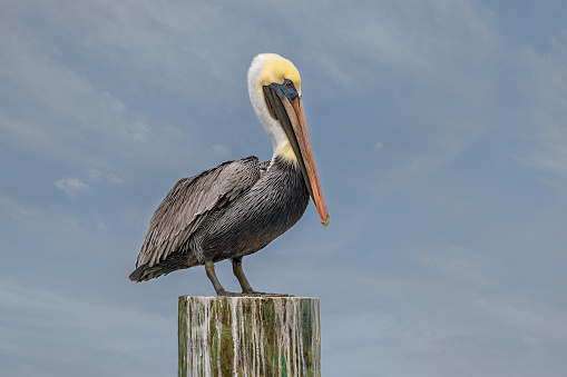 A closeup of an adult Brown Pelican perched on a dock post