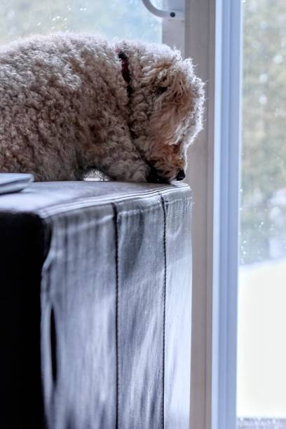 scatto verticale di un simpatico cane barboncino riccio che giace miseramente vicino alla finestra - miseramente foto e immagini stock