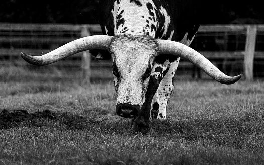 A grayscale shot of Texas Longhorn eating from the grass