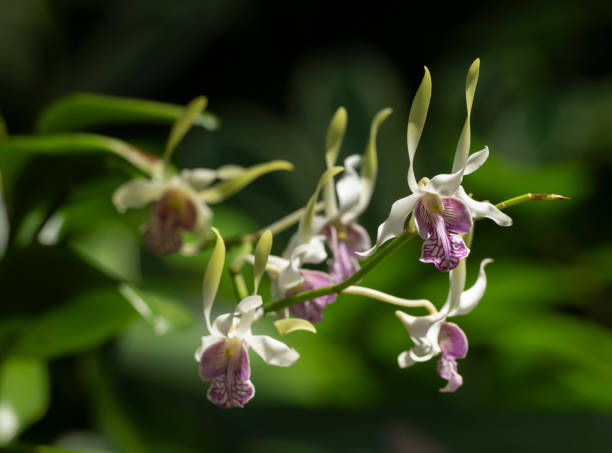 Selective focus shot of dendrobium antennatum in the garden A selective focus shot of dendrobium antennatum in the garden dendrobium orchid stock pictures, royalty-free photos & images
