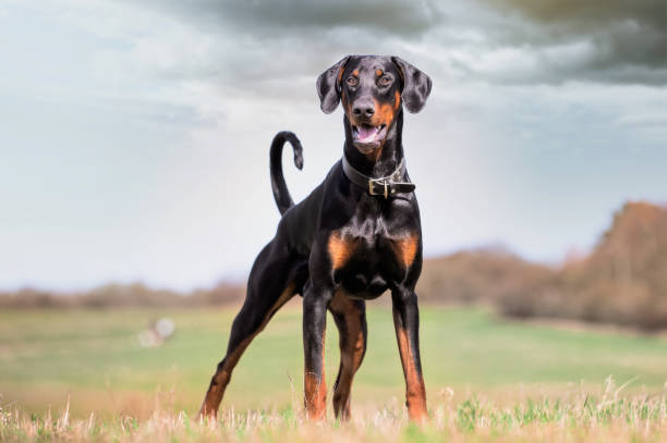 primer plano del doberman parado en el césped del parque. - doberman fotografías e imágenes de stock