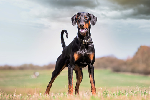 A closeup of the Doberman standing on the lawn in the park.