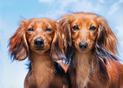 A closeup of two long-haired dachshunds. Animals portrait.