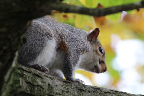istock Grey squirrel in a forest in Preston, England during autumn time 1441578989