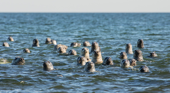 A group of gray seals in the Baltic sea in Estonia