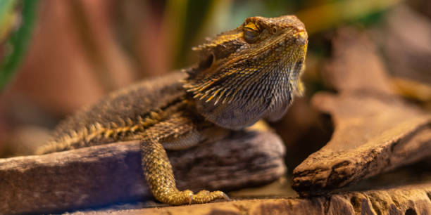 istock Closeup shot of a Bearded dragon 1441579040