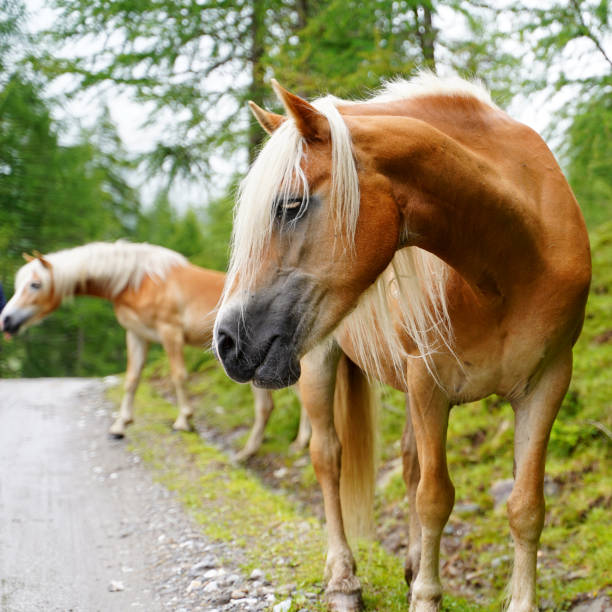 istock Beautiful shot of two 1441579067