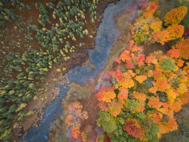 istock Aerial view of the colorful autumn trees surrounding  river 1441579110