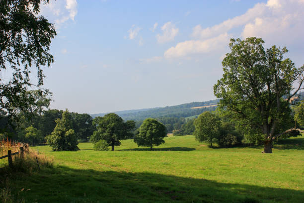 istock Green landscape with dense trees against a cloudy sky 1441579241