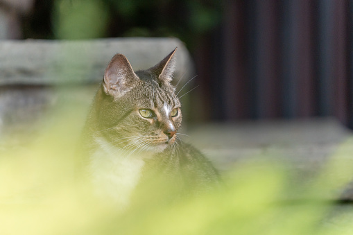 A selective focus of a cat looking at something with blurry leaves foreground