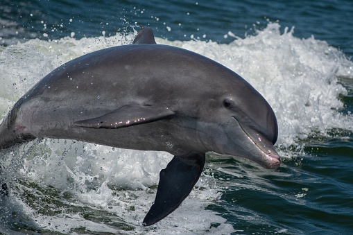 A dolphin (Delphinus) jumping out of an ocean and splashing the water