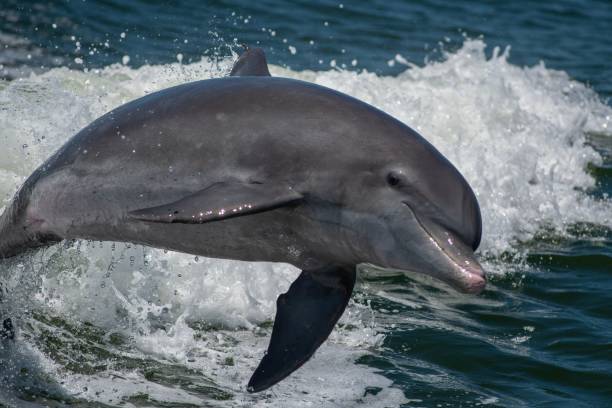 Hector's Dolphins Hector's dolphins are endemic to the coa. Flickr