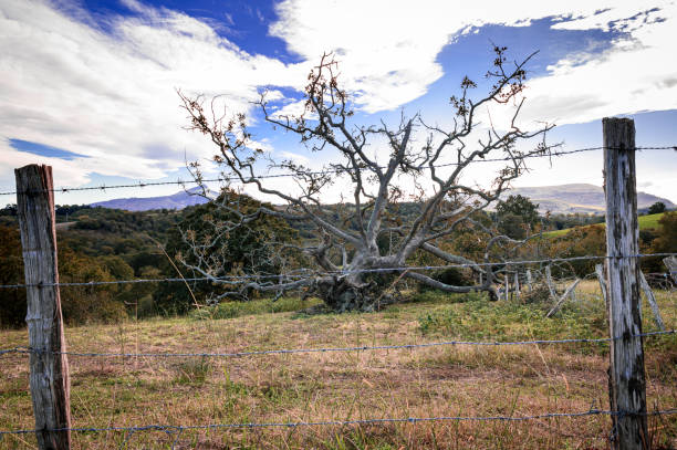 istock large, grayish tree, fallen on the grass without leaves, dead, with its roots dug up in the middle of the grass, behind a fence of barbed wire 1441579378