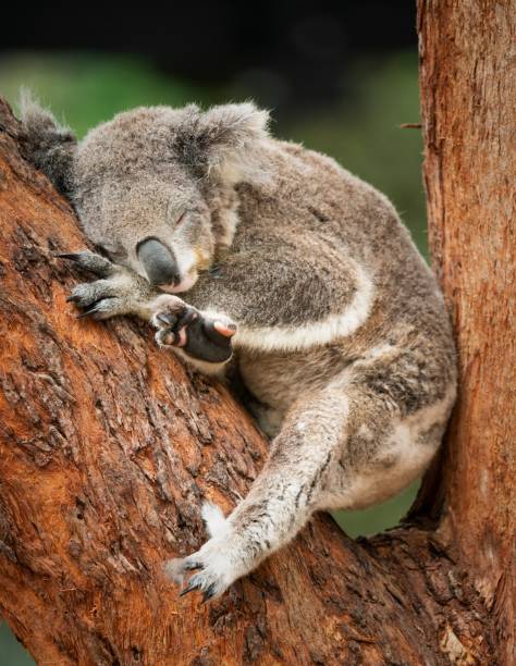 istock Vertical shot of a cute koala (Phascolarctos cinereus) hugging a tree and sleeping on it 1441579630