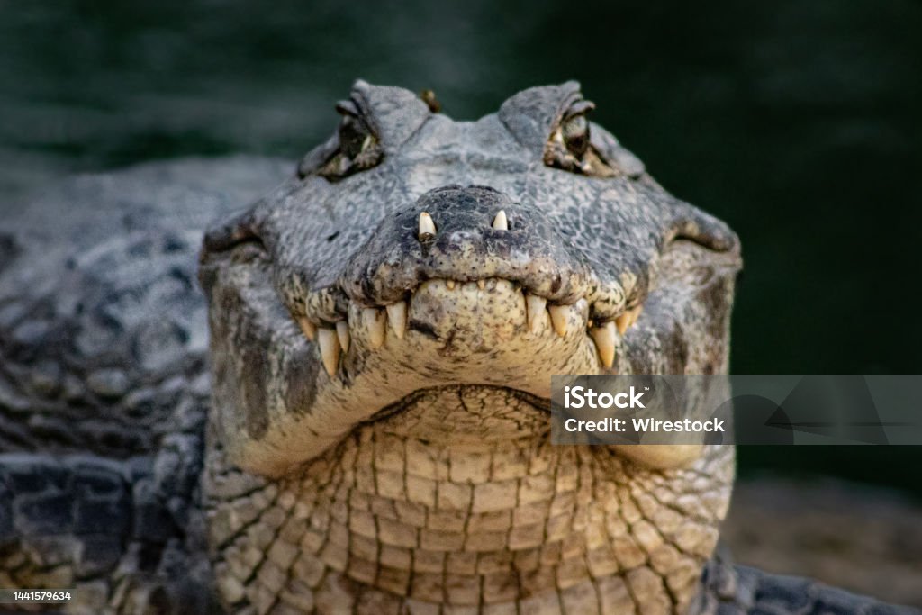 Closeup shot of a dangerous crocodile A closeup shot of a dangerous crocodile Alligator Stock Photo