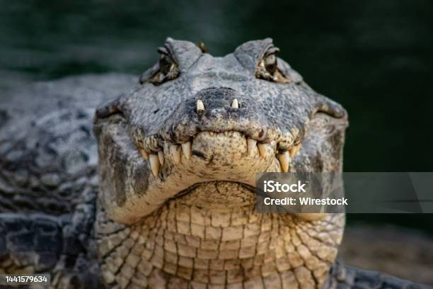 Closeup Shot Of A Dangerous Crocodile Stock Photo - Download Image Now - Alligator, Teeth, Close-up