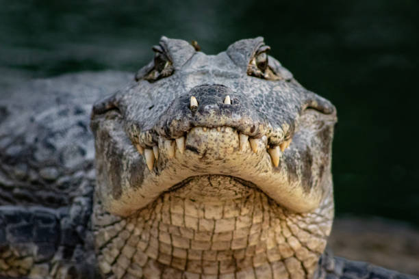 closeup shot of a dangerous crocodile - crocodilo imagens e fotografias de stock