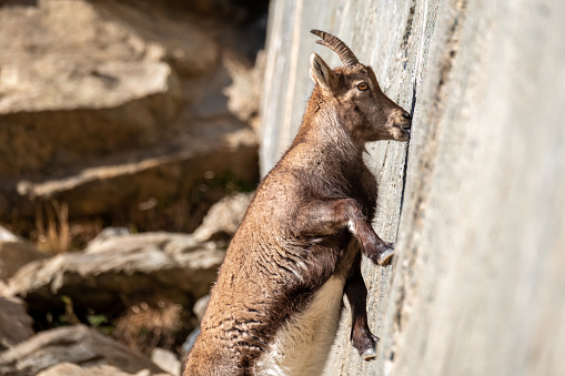 A female of alpine ibex is licking mineral salts on a sub-vertical dam wall