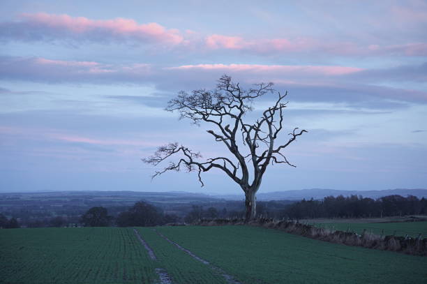 istock Single dry tree in a field with a colorful sky in the background outside Muthill, Perthshire 1441580030