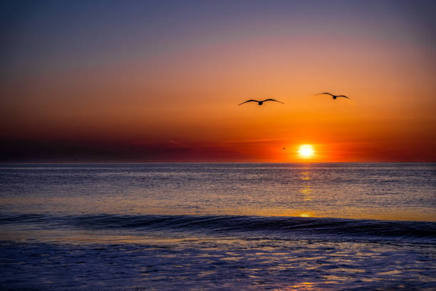 istock Birds flying over a tranquil sea during a breathtaking sunset 1441580068