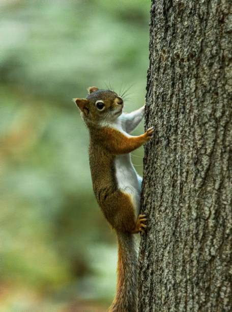 istock Adorable Red squirrel climbing up a tree on blur background 1441580426