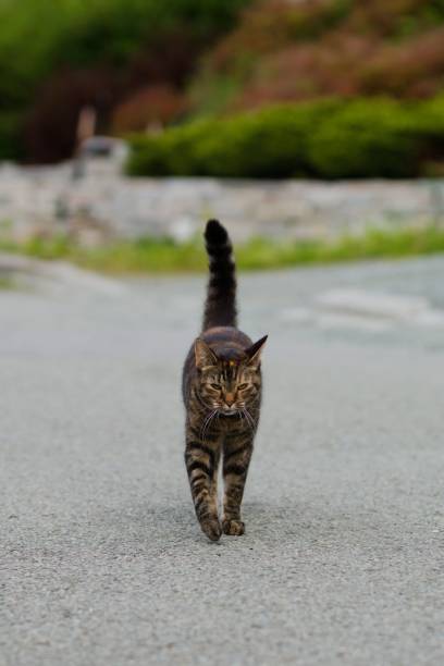 istock Front view of a grumpy tabby cat walking on the road, vertical shot 1441580634