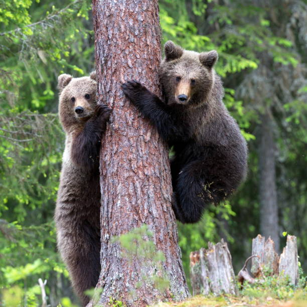 istock Brown bears in the forest in Finland 1441581142