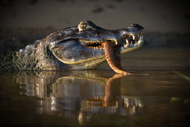 Close-up shot of a head of a black caiman with a big fish in its mouth A close-up shot of a head of a black caiman with a big fish in its mouth with its reflection on the river. Pantanal, Brazil black caiman stock pictures, royalty-free photos & images