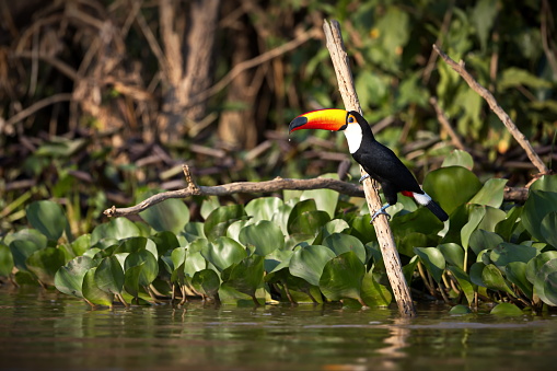 A selective focus shot of a toucan perched on wood in Pantanal, Brasil