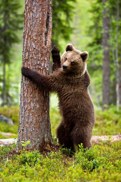 istock Vertical shot of a brown bear trying to climb a tree in a forest 1441581176