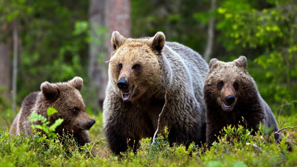 istock Brown bears in the forest in Finland 1441581179