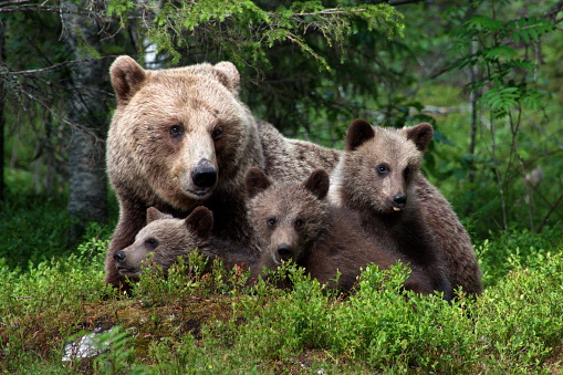 A green forest with grizzly bears and cubs in Finland during daylight