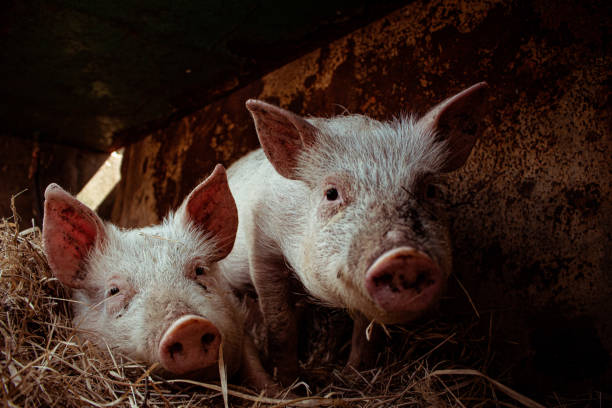 close-up shot of two farm pigs laying on hay in the barn - hangbuikzwijn stockfoto's en -beelden