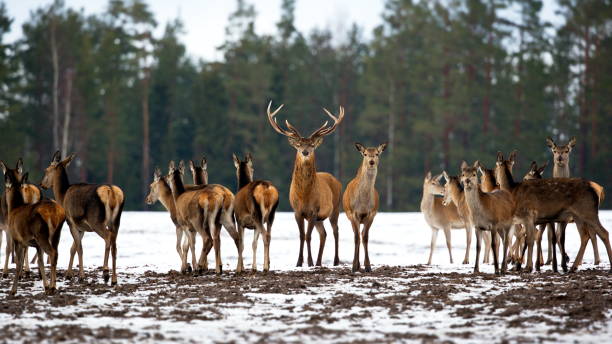 istock Herd of deers in a snowy forest in Belarus 1441581302