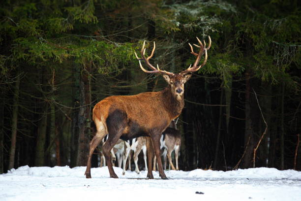 istock Male deer in a snowy forest in Belarus 1441581307