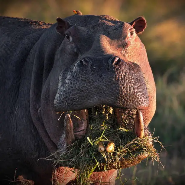 Photo of Portrait of a hippo with its mouth full of grass in Masai Mara, Kenya