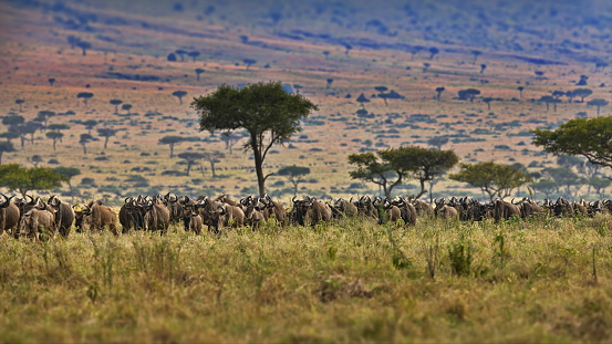A group of wildebeests in their natural habitat, Masai Mara, Kenya