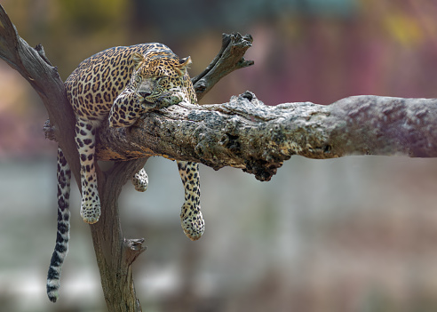 A shallow focus shot of a Leopard sleeping on a tree in bright sunlight on a blurred background