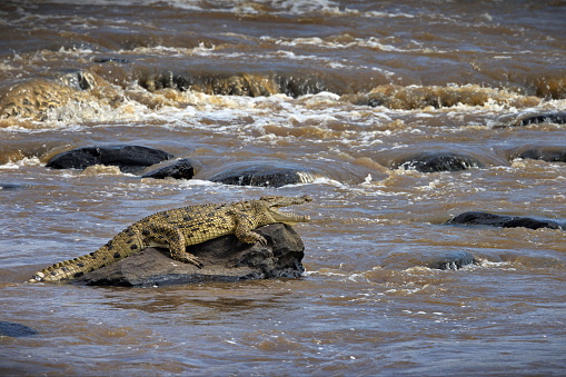 A crocodile on a rock in the river in Masai Mara, Kenya