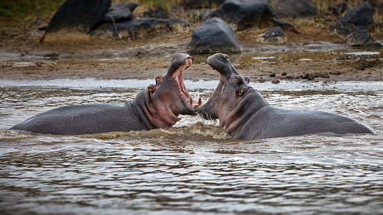 Hippos fighting in a river within the Masai Mara Reserve, Kenya