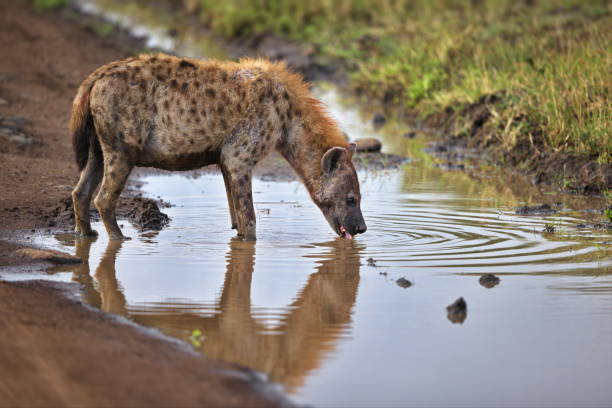 istock Spotted hyena drinking water from a pond in Masai Mara, Kenya 1441581401