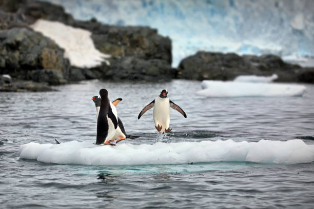 istock Penguins on a small iceberg in Antarctica 1441581422