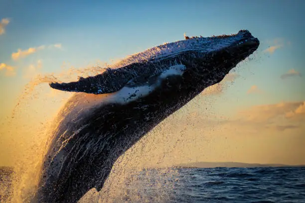 A humpback whale breaching close to our whale watching vessel during golden hour off Sydney, Australia