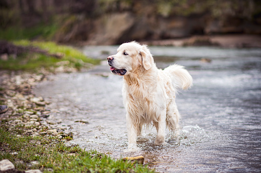 A Golden Retriever standing in a mountain stream in early spring