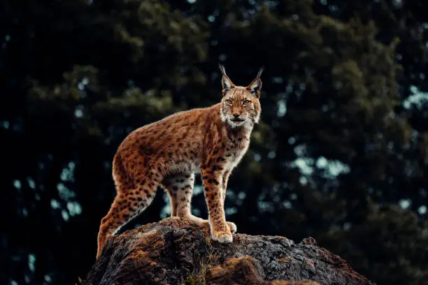 A beautiful view of a Eurasian lynx cat standing on a rock with dark forest background