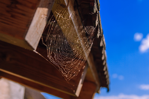 A spiderweb hanging from the tiled roof