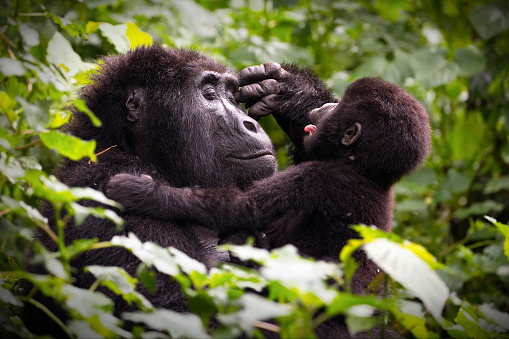 A mother gorrilla playing with her baby in a forest in Uganda