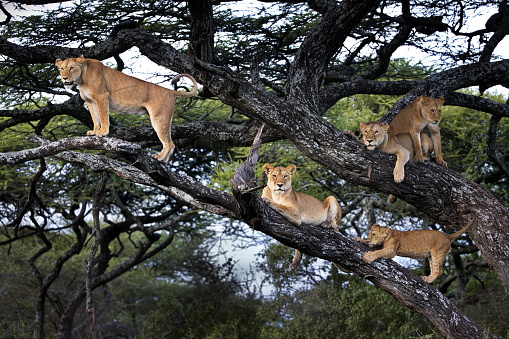 Group of lions and cubs on a tree in Tanzania